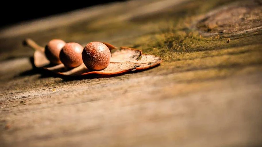 Ảnh đa dạng văn hóa Việt.